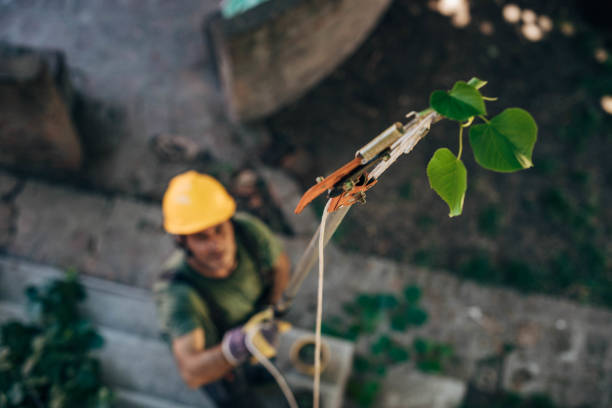 How Our Tree Care Process Works  in  Albion, NE